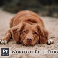 Dogs Lightroom Desktop and Mobile Presets Dogs Lightroom Desktop and Mobile Presets