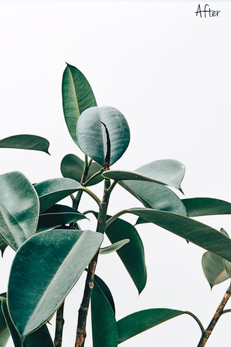 Fresh Look 6.2 - Fresh Look Lightroom Desktop and Mobile Presets