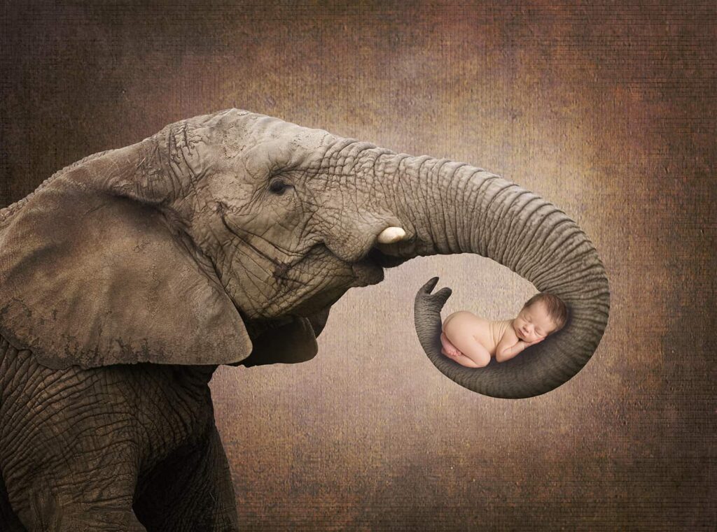 prv1 5 1024x761 - Elephant