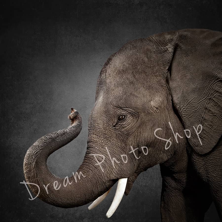 prv2 3 - Elephant Black Background