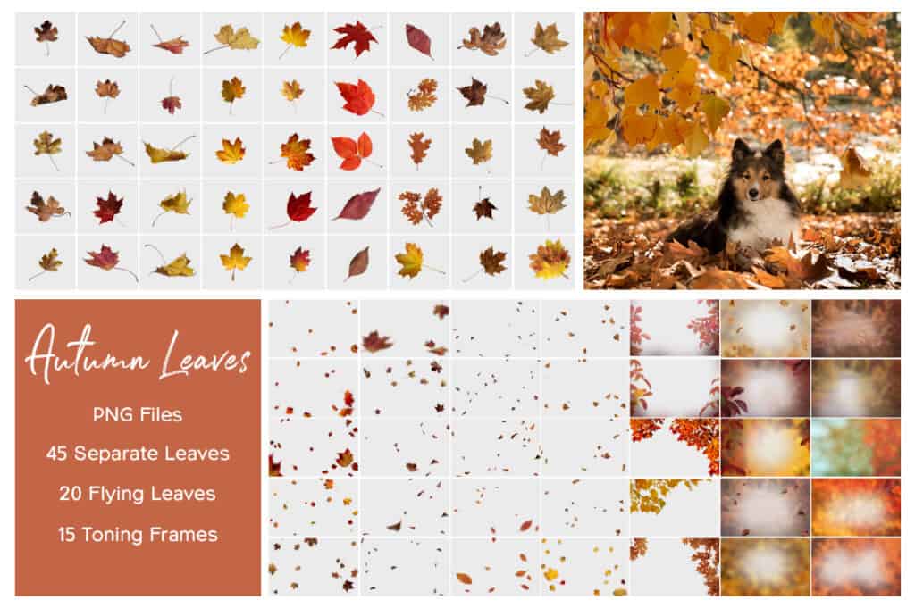 prv2 1 1024x681 - Autumn Leaves Overlays