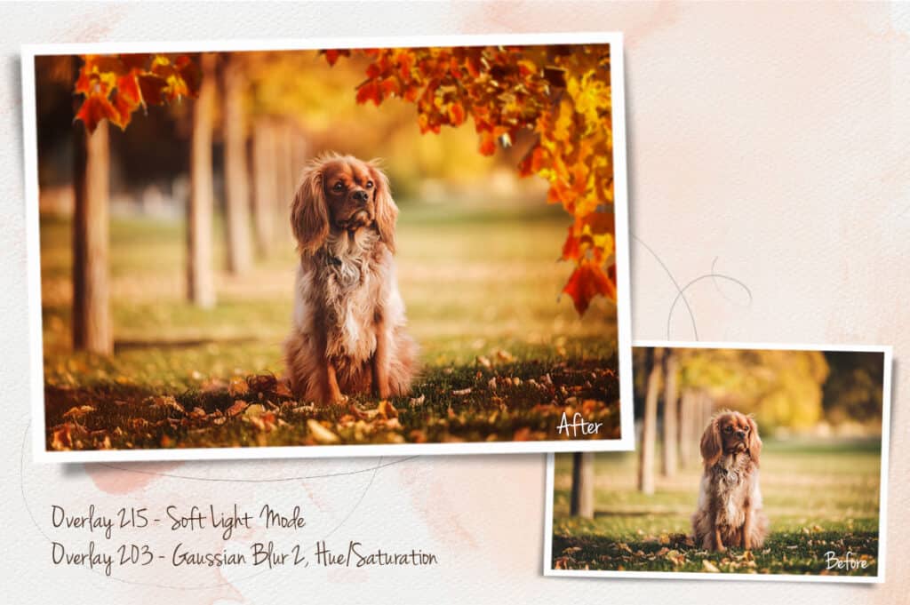 prv4 2 1024x681 - Autumn Leaves Overlays