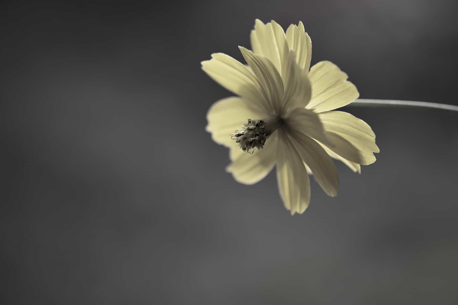 Fine Art Texture SET6 Art Texture 6.5.1 - Fine Art Texture SET6