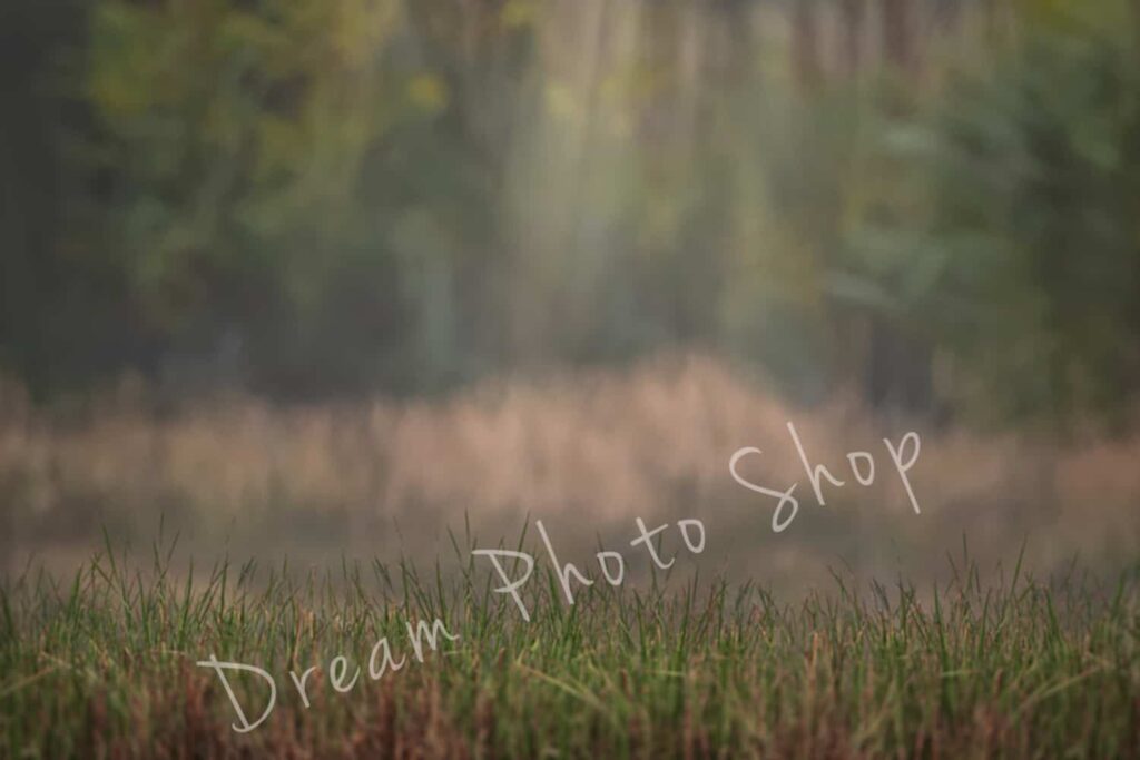 prv 2 1024x683 - Forest Background with Grass Overlay