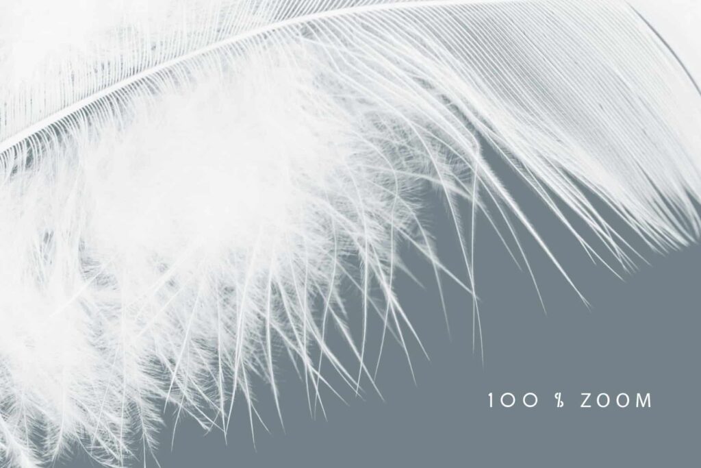 Feather Overlays Feather prv 8 1024x683 - Feather Overlays